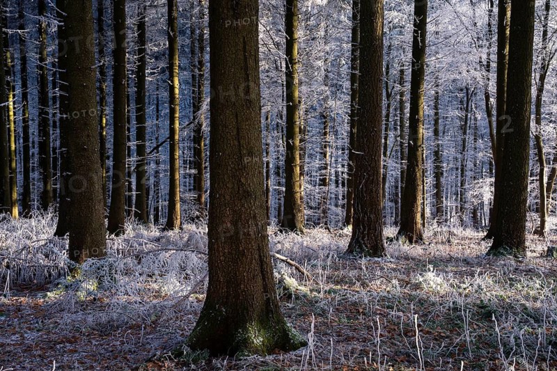Wintery forest with hoarfrost on Königstuhl mountain, Rhein-Neckar district, Baden-Württemberg, Germany