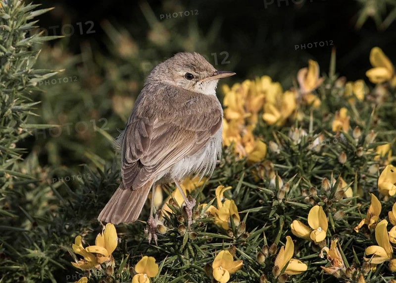 Booted Warbler (Iduna caligata) perched on a branch, Wales, United Kingdom
