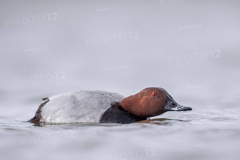 Common Pochard (Aythya ferina) male, Schleswig-Holstein, Germany
