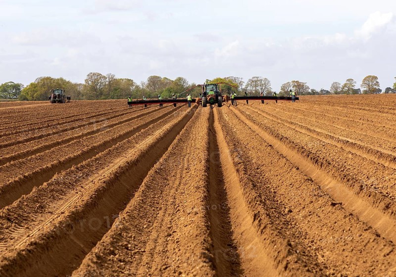 John Deere 6R tractor with wide-boom conveyor system planting platform for potatoes, Shottisham, Suffolk, England, UK