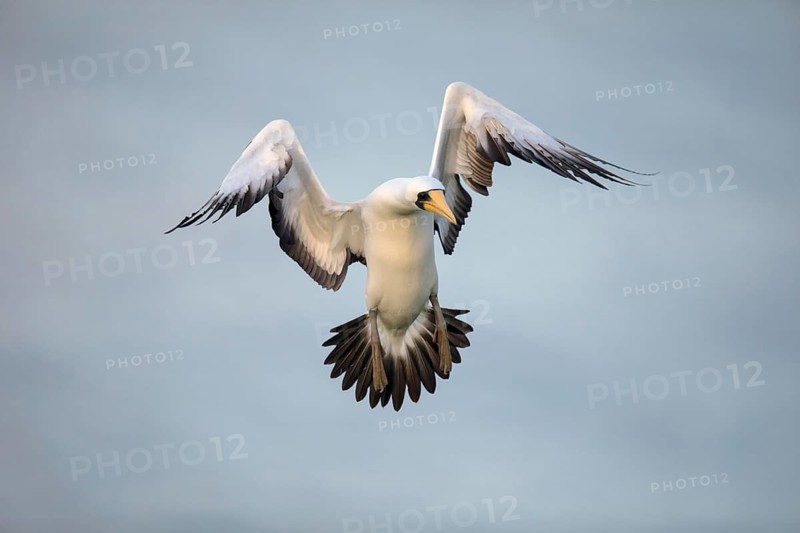 Masked Booby (Sula dactylatra tasmani) flying, Norfolk Island