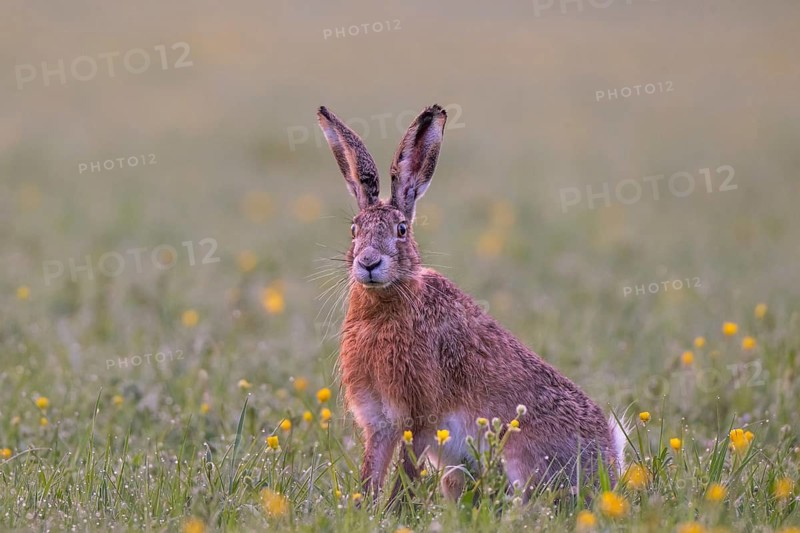 European hare (Lepus europaeus) in wet tall grass, Stuttgart, Rosensteinpark, Baden-Württemberg, Germany