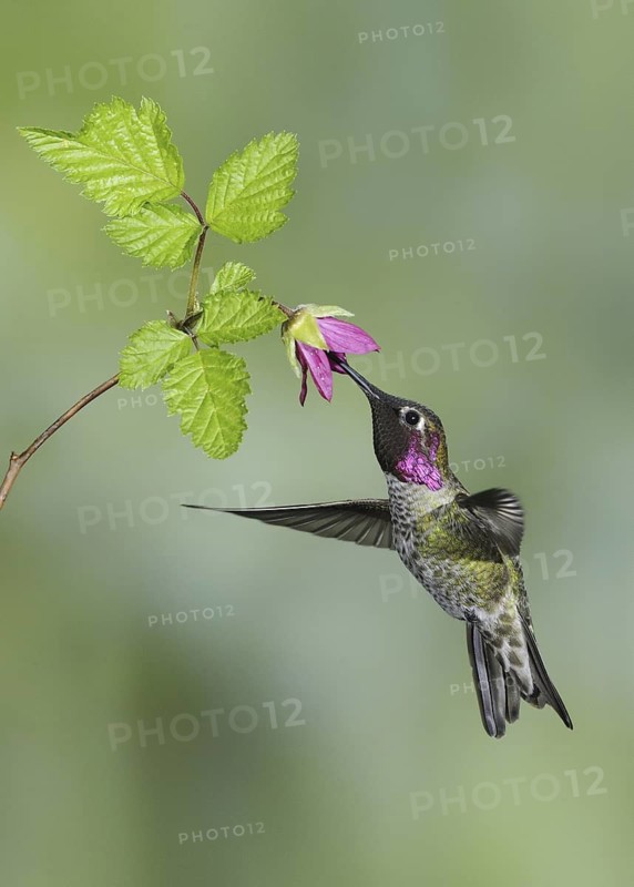 Anna's Hummingbird (Calypte anna), British Columbia, Canada