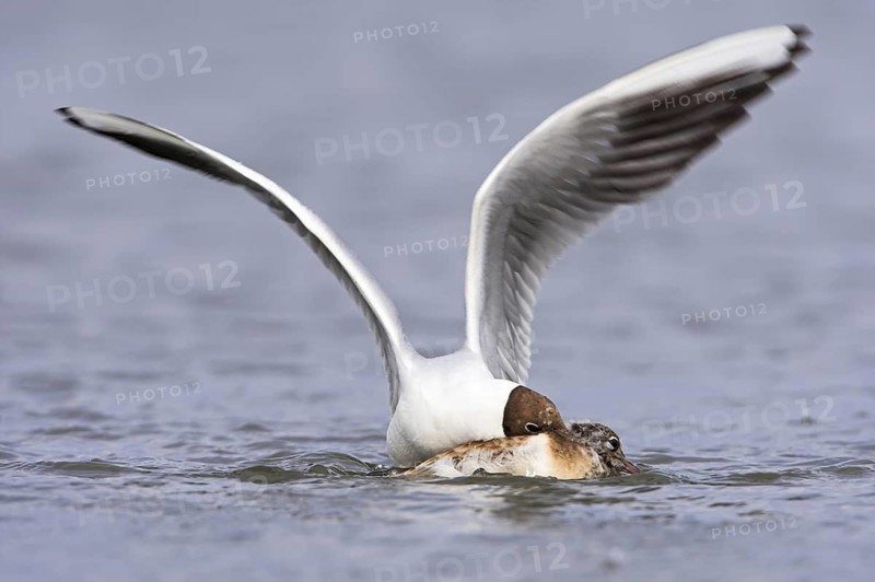 Black-headed Gull (Chroicocephalus ridibundus) juvenile, Germany