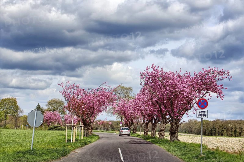 Street with blossoming cherry blossom trees (Prunus serrulata) and a car under a cloudy sky, Nettetal, Lower Rhine