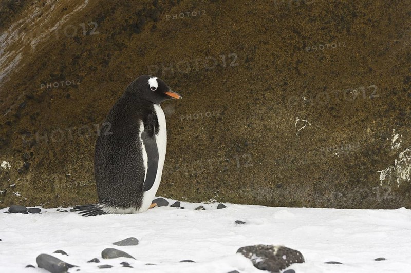 Gentoo Penguin (Pygoscelis papua), Antarctica