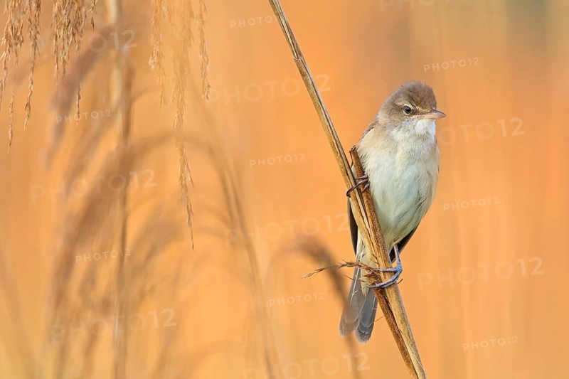 Reed warbler, (Acrocephalus arundinaceus), reedbed perch, biotope, habitat, animals, birds, songbird, reed warbler genus, Lobau, Vienna, Donaustadt, Vienna, Austria