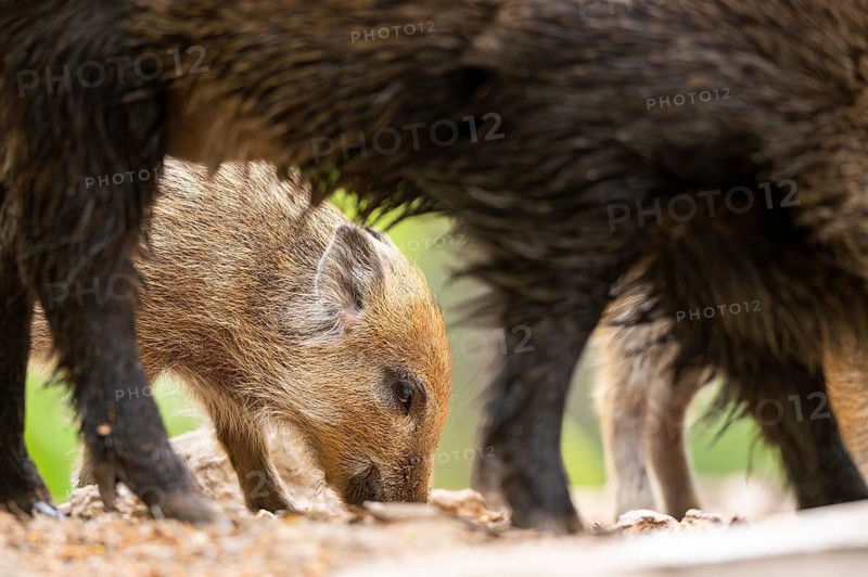 Wild boar (Sus scrofa) piglet in a forest, Bavaria, Germany