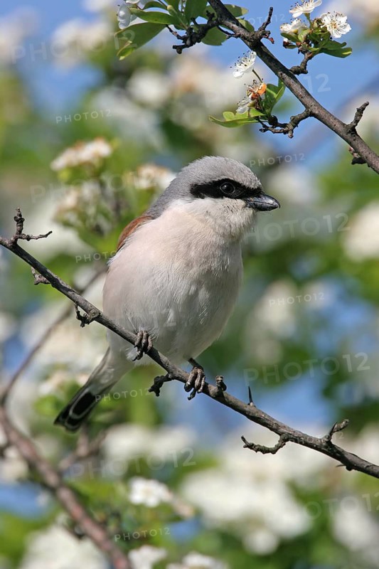 Red-backed shrike (Lanius collurio), Pie-griËche Ècorcheur, AlcaudÛn Dorsirrojo, Spider, spider, Black Sea coast, Hockenheim, Baden-W¸rttemberg, Germany
