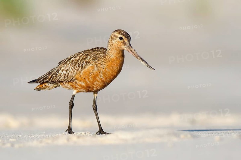 Bar-tailed Godwit (Limosa lapponica) male foraging, Poland