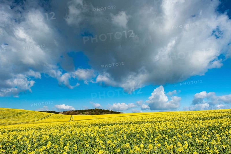 Rape field with blue sky and clouds, Rügen, Bergen, Mecklenburg-Western Pomerania, Germany