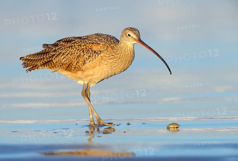 Long-billed Curlew (Numenius americanus) - Morro Bay, California