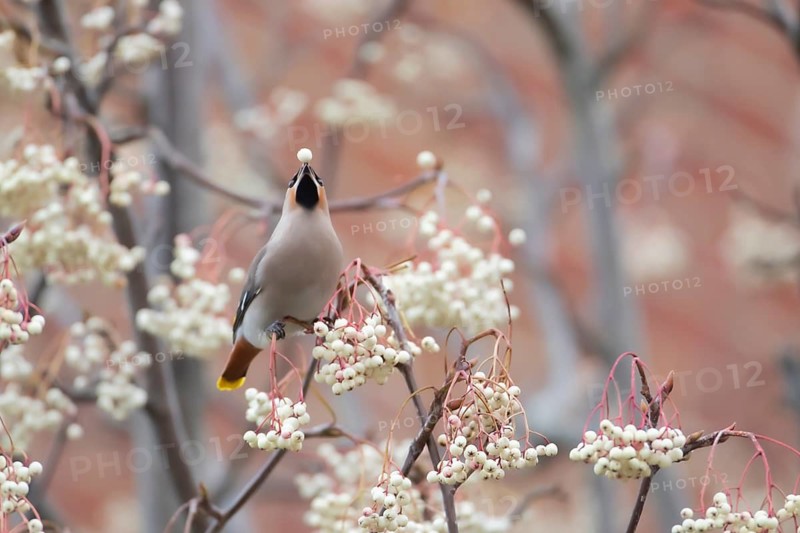 Bohemian waxwing (Bombycilla garrulus) adult bird feeding on a Sorbus tree berry on a housing estate in winter, Suffolk, England, United Kingdom
