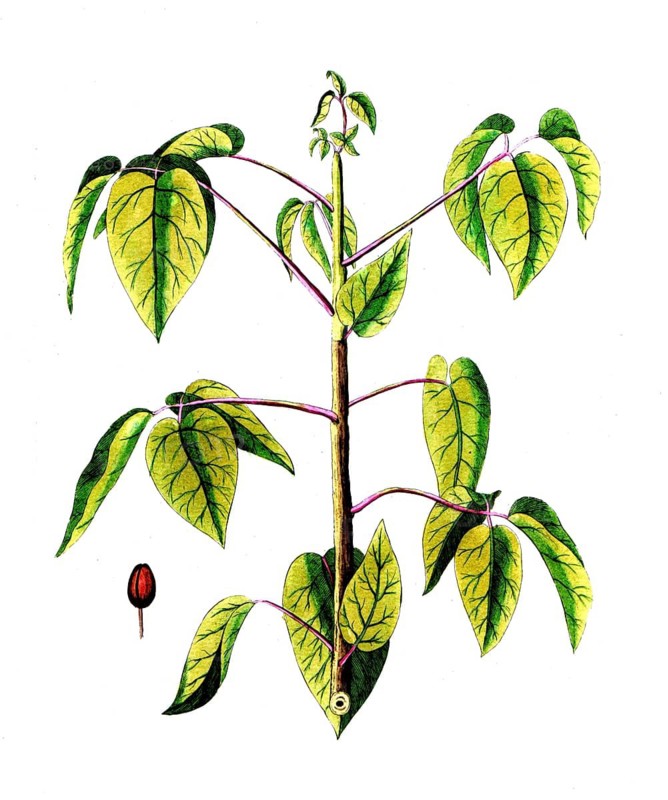 Burseria gummifera, white gum tree or American balsam, digital reproduction of a historical model, between 1790 and 1810