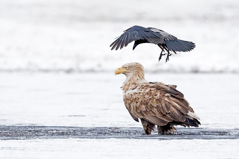 White-tailed Eagle & Hooded Crow (Haliaeetus albicilla & Corvus cornix) Hooded Crow attacks White-tailed Eagle, Poland
