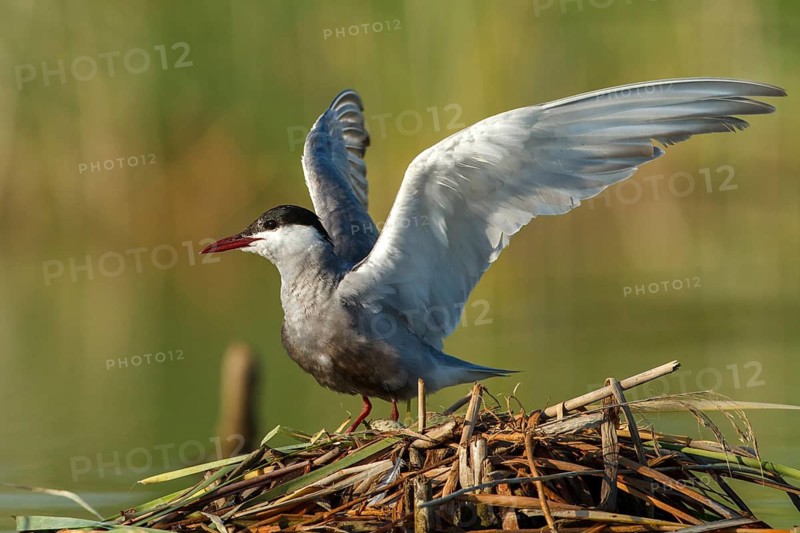 Whiskered Tern (Chlidonias hybrida), Andalusia, Spain