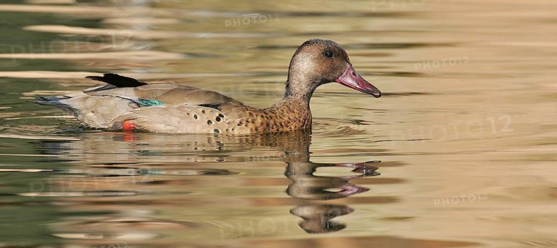 Brazilian Teal (Amazonetta brasiliensis), Arizona, USA