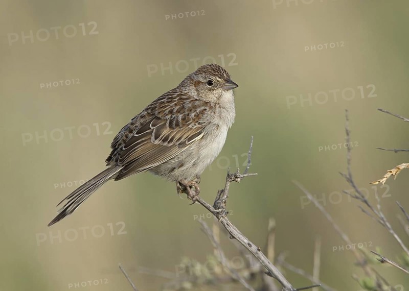 Cassin's Sparrow (Peucaea cassinii), Colorado, USA
