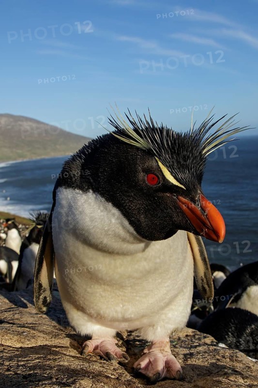 Rockhopper Penguin (Eudyptes chrysocome) at a nesting colony in the Falkland Islands