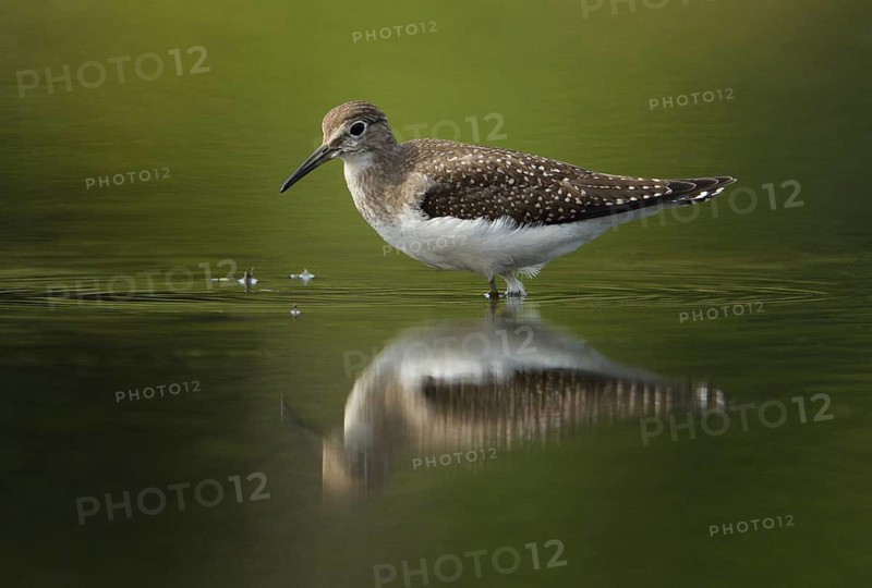 Solitary Sandpiper (Tringa solitaria), British Columbia, Canada