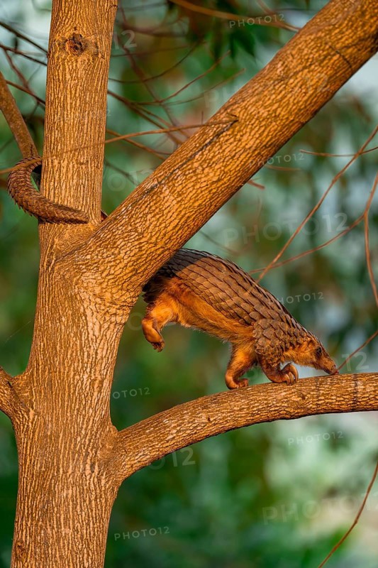 Pangolin climbing a tree, White-bellied pangolin (Phataginus tricuspis, Manis tricuspis), Western Region, Pangolin Rescue Centre, Uganda