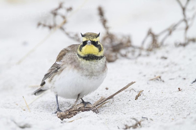 Horned Lark - Ohrenlerche - Eremophila alpestris flava, Germany
