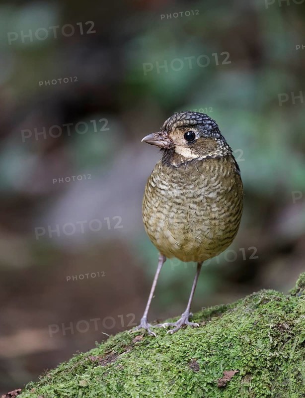 Variegated Antpitta (Grallaria varia), Atlantic rainforest, Brazil