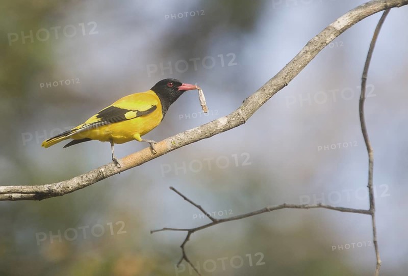 Black-hooded Oriole (Oriolus xanthornus) with prey in its beak, Huai Kha Khaeng, Thailand