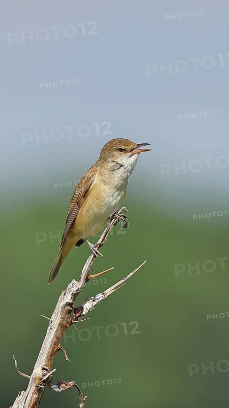 Great Reed Warbler (Acrocephalus arundinaceus), with open beak, singing, twittering, sitting on a twig, singing station, natural habitat, migratory bird, songbirds Lake Neusiedl, Burgenland, Austria