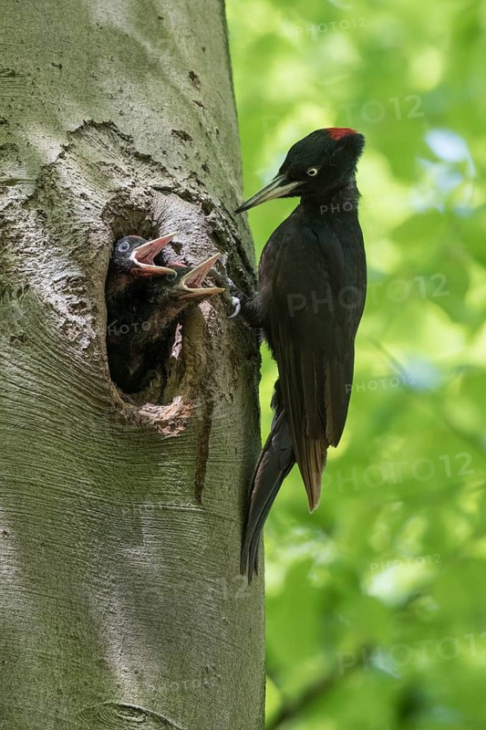 Black Woodpecker (Dryocopus martius) female at nest hole with chicks, North Rhine-Westphalia, Germany