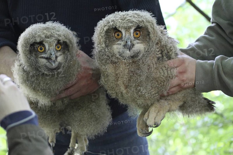 Eurasian Eagle-Owl (Bubo bubo) ringing juvenile, Baden-Wuerttemberg, Germany
