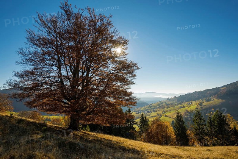 Autumn-colored forest, Wiesental, Black Forest, Baden-Württemberg, Germany