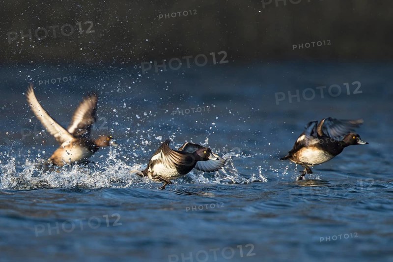 Tufted Duck (Aythya fuligula) group taking flight, Baden-Wuerttemberg, Germany