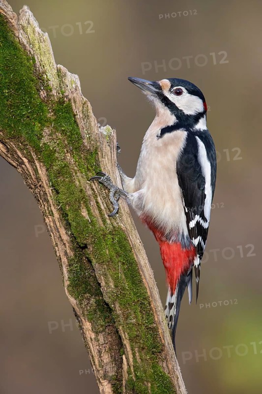 Great Spotted Woodpecker (Dendrocopos major) male climbing tree, Poland