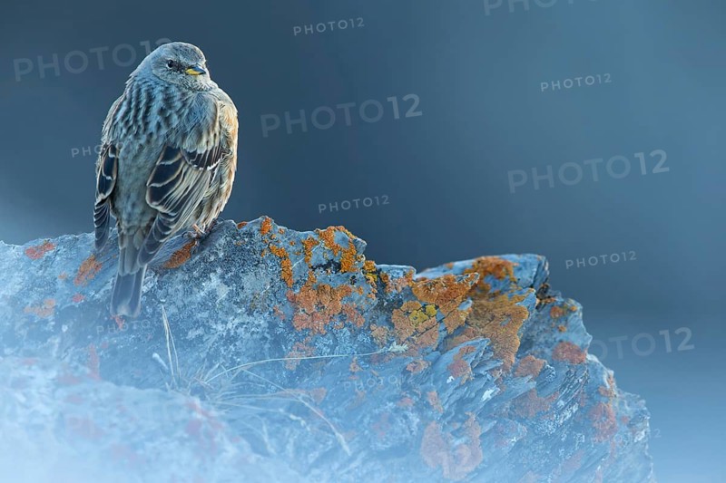 Alpenbraunelle, Alpine Accentor, Prunella collaris, Accenteur alpin, Acentor Alpino
