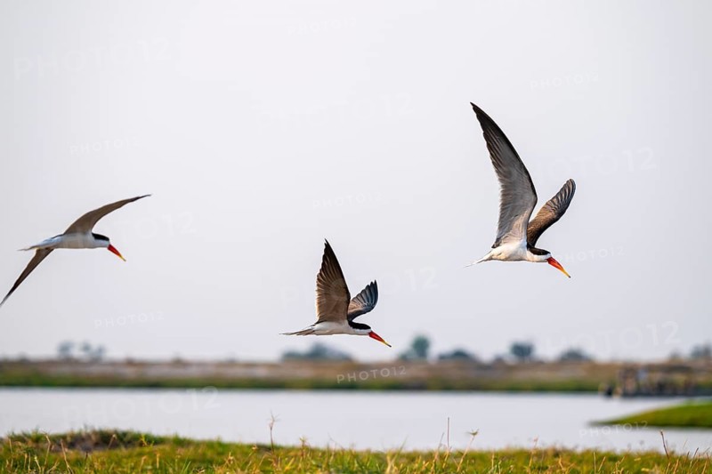 African Skimmer (Rynchops flavirostris), African Skimmer in flight, Ihaha, Chobe National Park, Botswana
