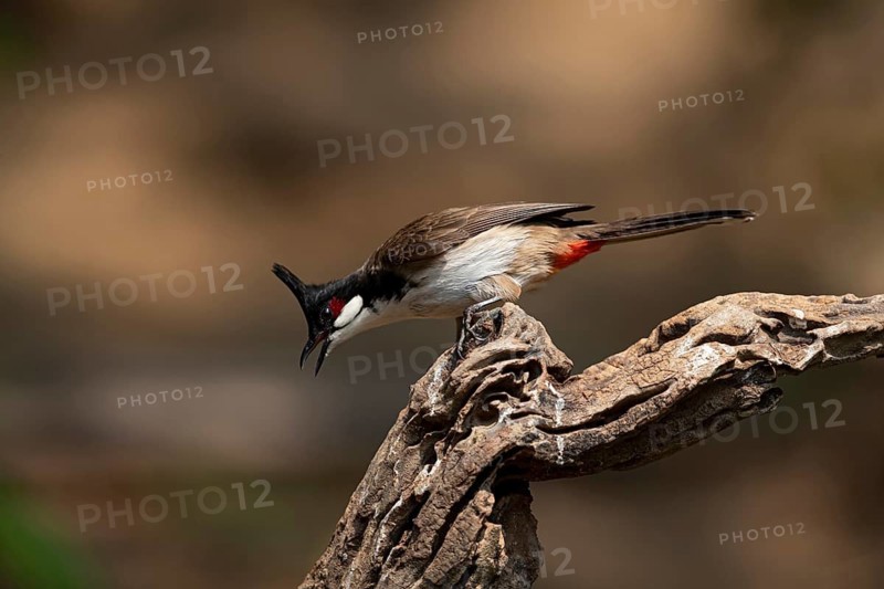 Red-whiskered Bulbul (Pycnonotus jocosus hainanensis), Yunnan, China