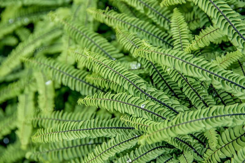 Small peacock wheel fern (Adiantum pedatum 'Imbricatum'),  Sweden