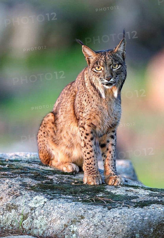 Lynx pardinus, portrait, morning sun, Andalusia Spain