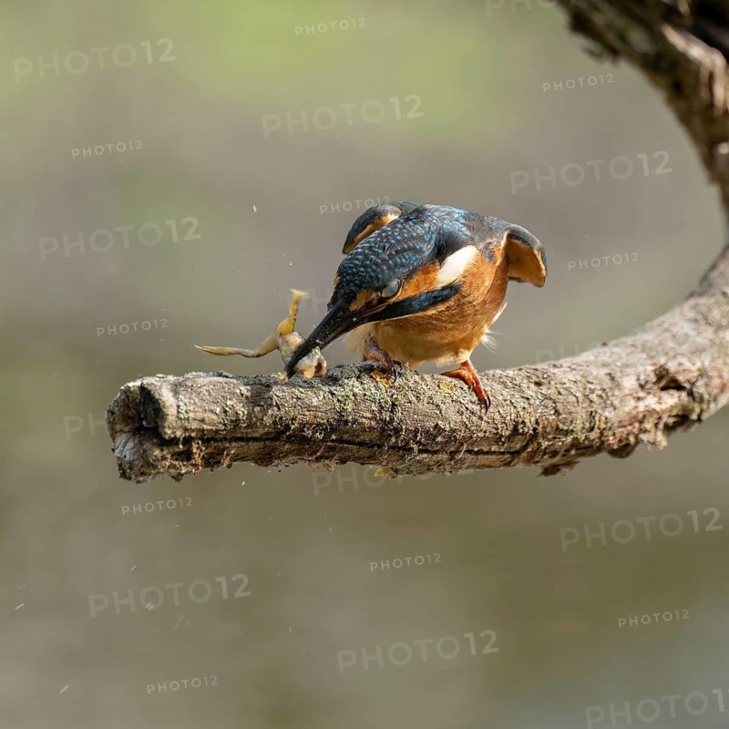 Kingfisher (Alcedo atthis) sitting on a branch, perch, beats captured prey frog (Rana) to death, Lower Saxony, Germany