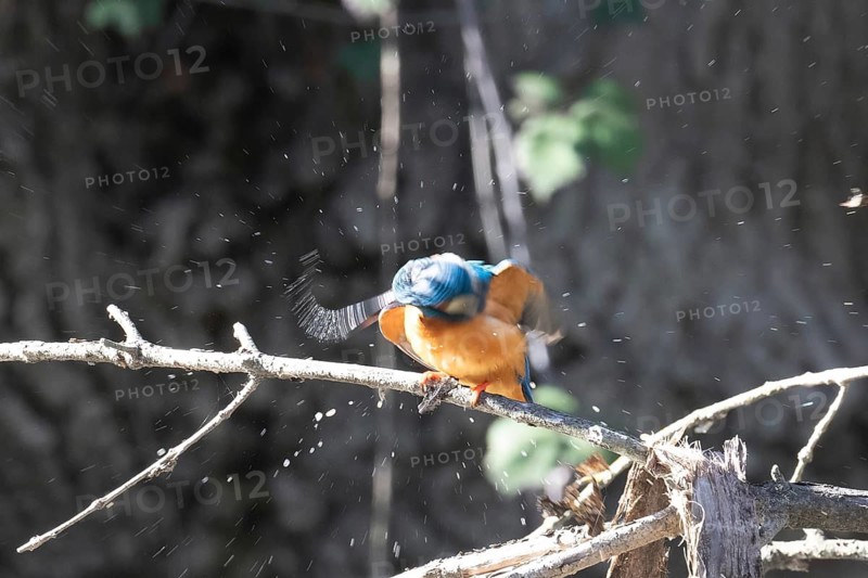 A vibrant kingfisher vigorously shakes off water droplets, captured in a dynamic display of motion and color against a blurred forest background