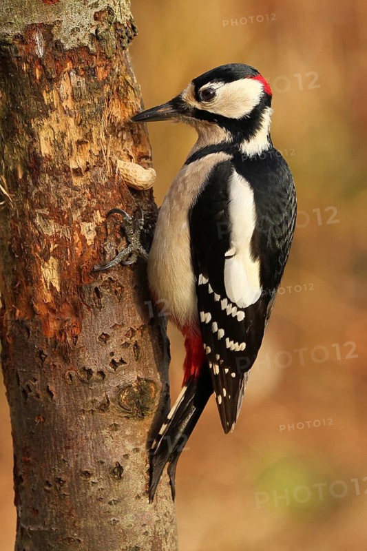 Great Spotted Woodpecker (Dendrocopos major) male, Lower Saxony, Germany