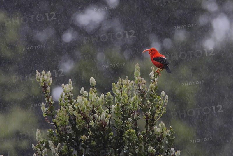 Photographed at Hakalau Forest NWR, Hawaii Island, Hawaii