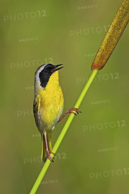 Common Yellowthroat (Geothlypis trichas) singing, Texas, USA