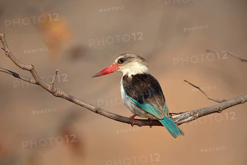 Brown-hooded Kingfisher (Halcyon albiventris), South Africa