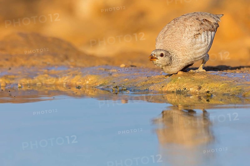 Arabian desert partridge, (Ammoperdix heyi), Arabian desert partridge, eastern sand grouse, animals, birds, sand partridge, pheasant family, chicken birds, desert chickens, sand grouse, Celias Waterhole, Ezuz, HaDarom, Israel