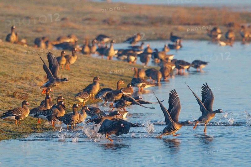 Greater White-fronted Goose (Anser albifrons), North Rhine-Westphalia, Germany