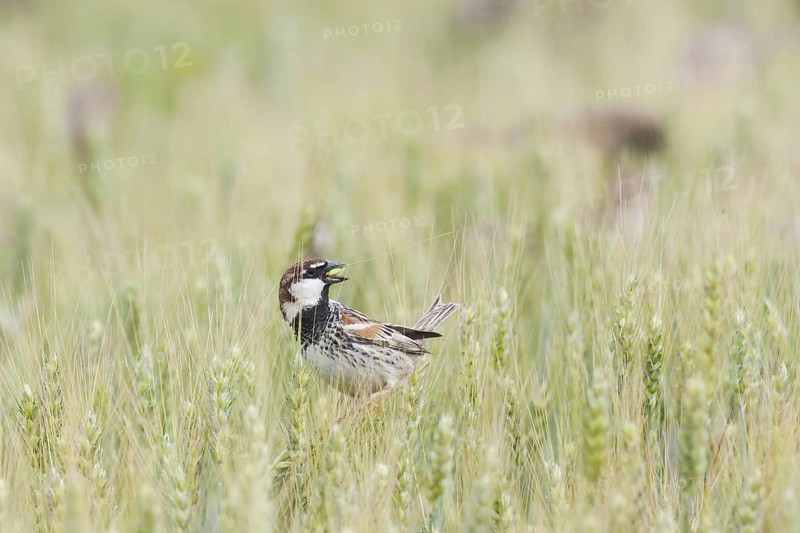 Spanish Sparrow - Weidensperling - Passer hispaniolensis ssp. transcaspicus, adult male, Turkey