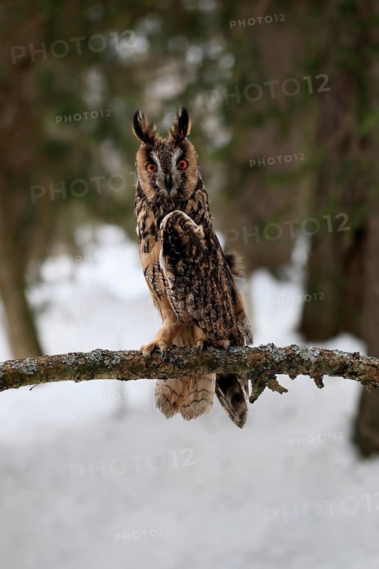 Long-eared owl (Asio otus), adult, perch, winter, snow, alert, Bohemian Forest, Czech Republic