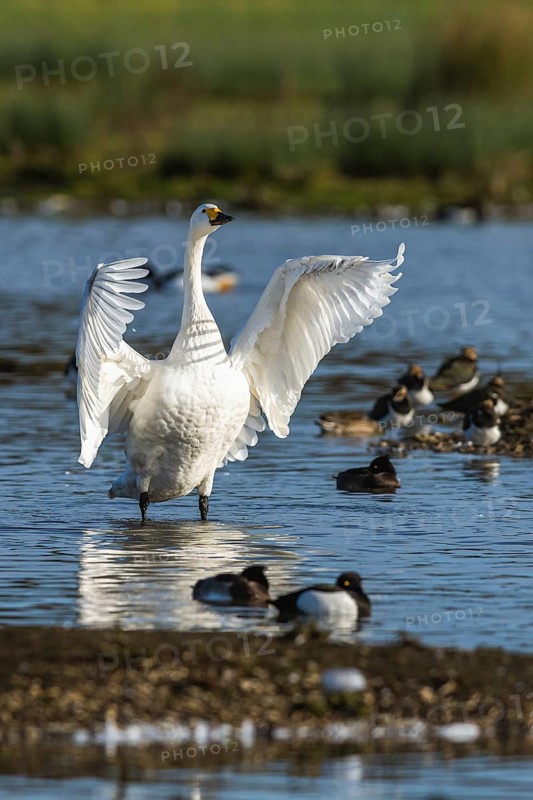 Tundra Swan, Bewick's Swan, Cygnus columbianus in flight at winter in Slimbridge, England, United Kingdom
